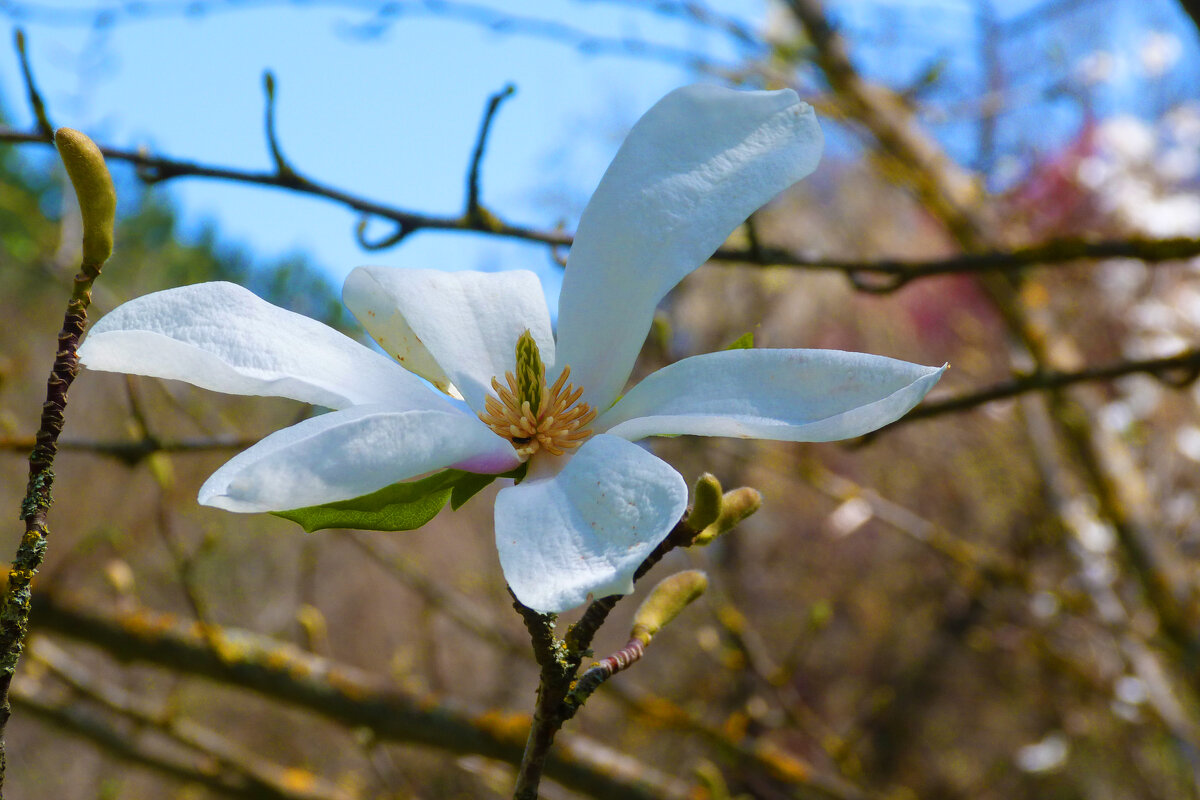 Магнолия зацвела - Валентин Семчишин
