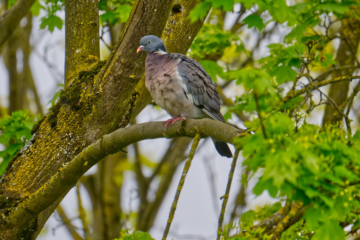 (°-°) - Jakob Dick