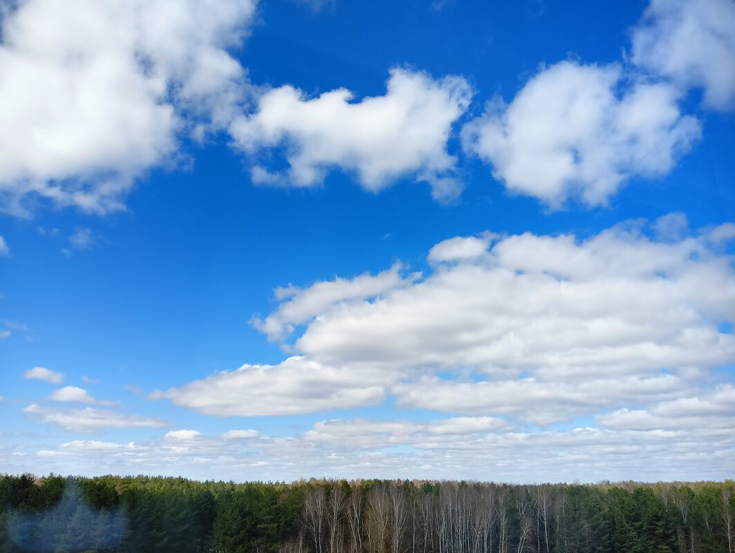 выгул собачки - Владимир 
