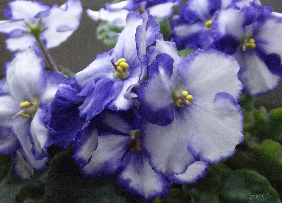 Фиалка - Freddy 97