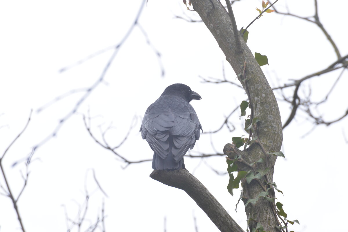 лейпциг2026 - Алексей Короткевич