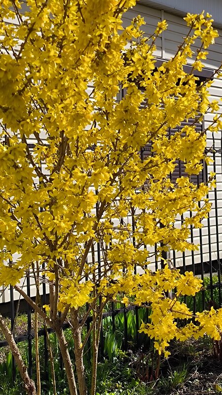 Солнечная формицины. - Ольга 