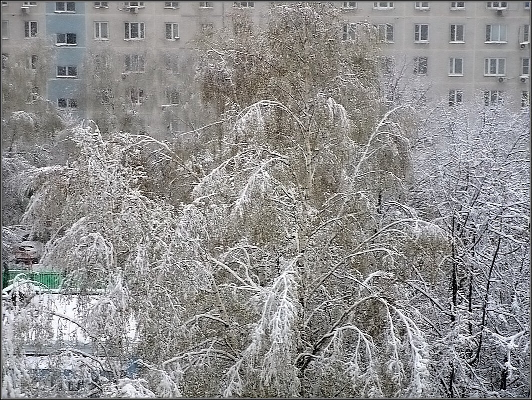 "Фата" для берёзы - Ольга Довженко