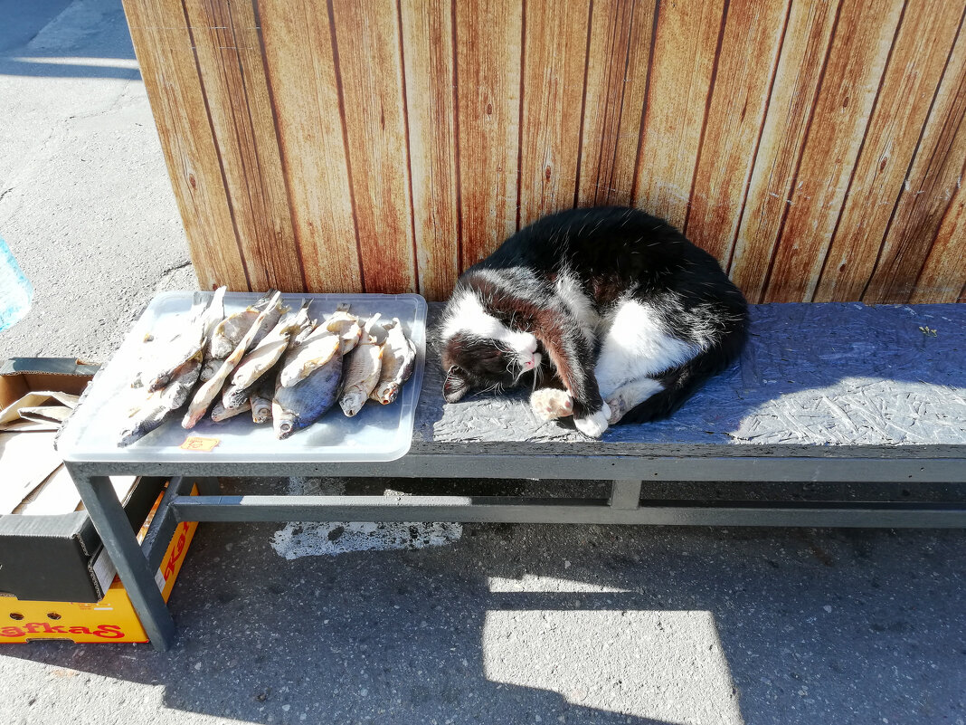 Где рыбка, там и котик =) - Анастасия Данько