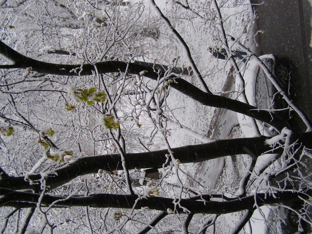 Метель в конце апреля - Анна Воробьева