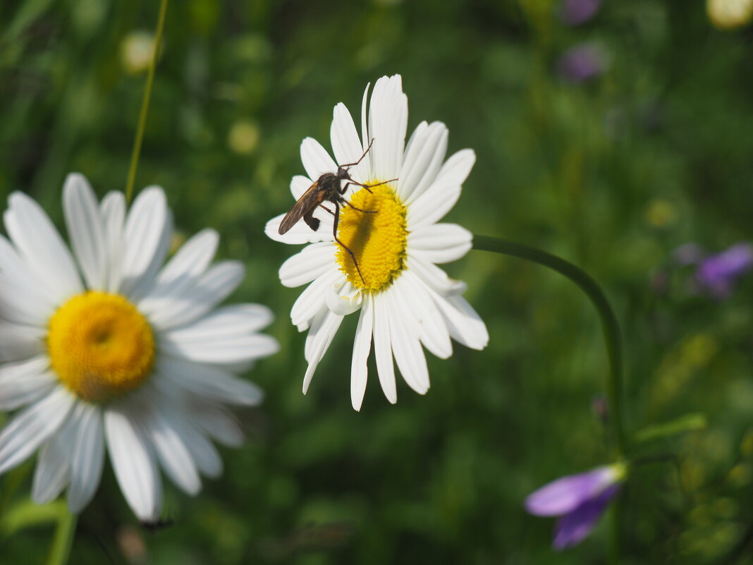 Скоро лето) - Митяй Митрич