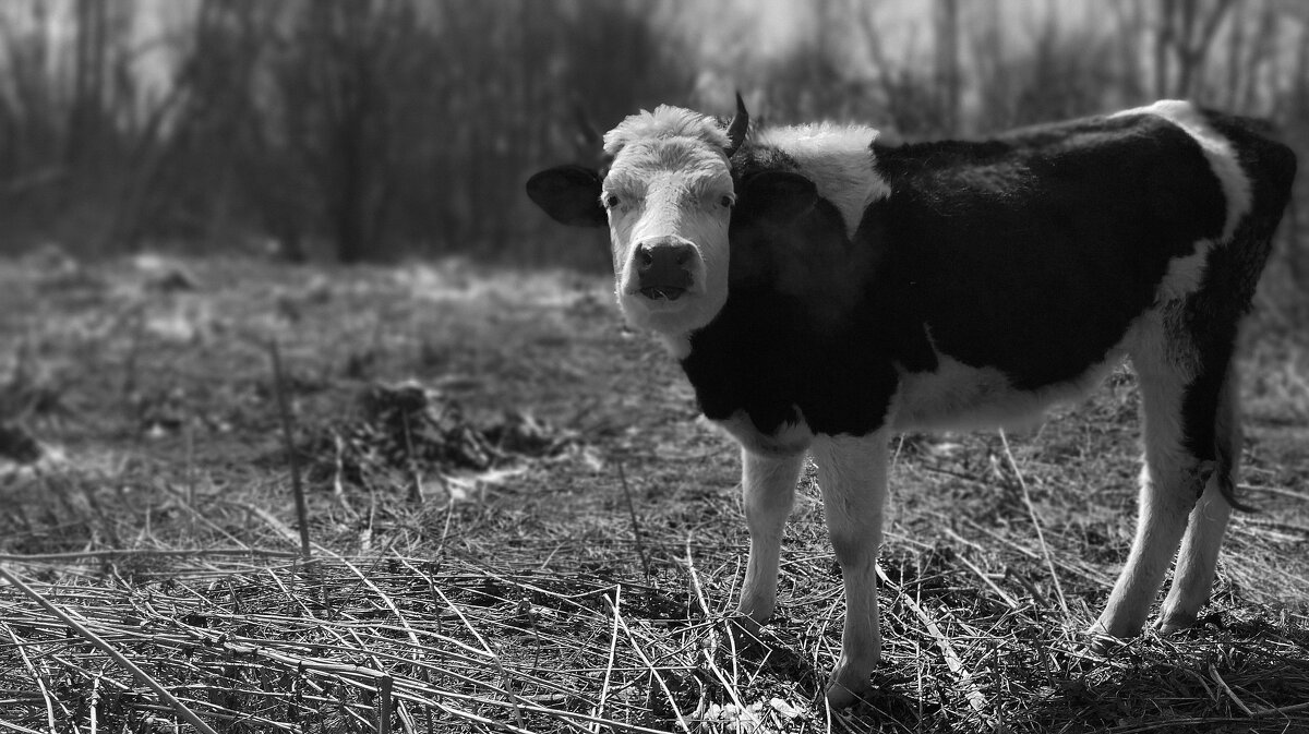 Бык - Радмир Арсеньев