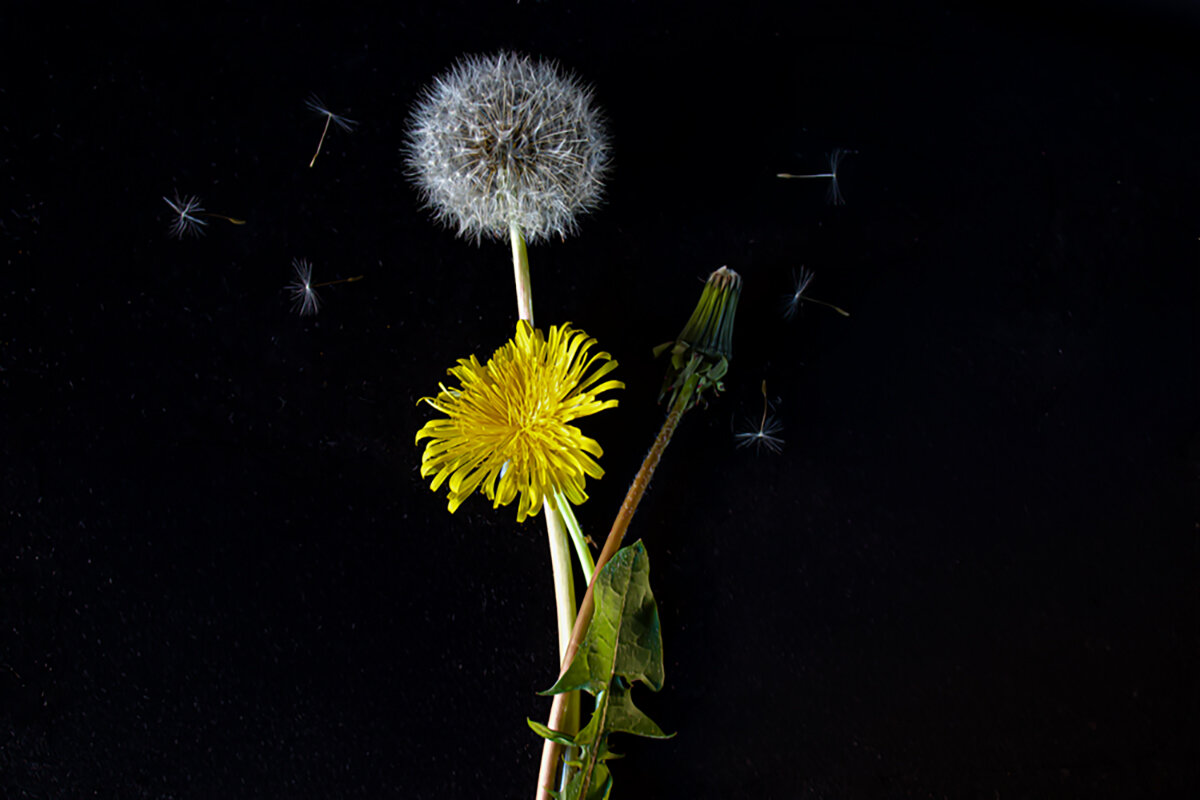 Семейство. - Lucy Schneider 