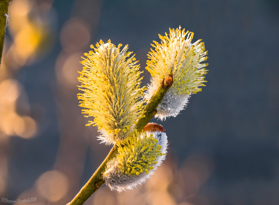 Весна на севере, окрестности Ухты. - Николай Зиновьев