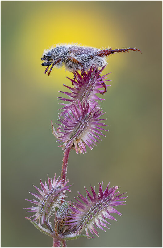 Гимнаст однако-))).Жук Hemichaetoplia gossypiata - Александр Григорьев