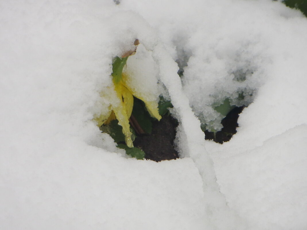 Вчерашний нарцисс - Александр Чеботарь