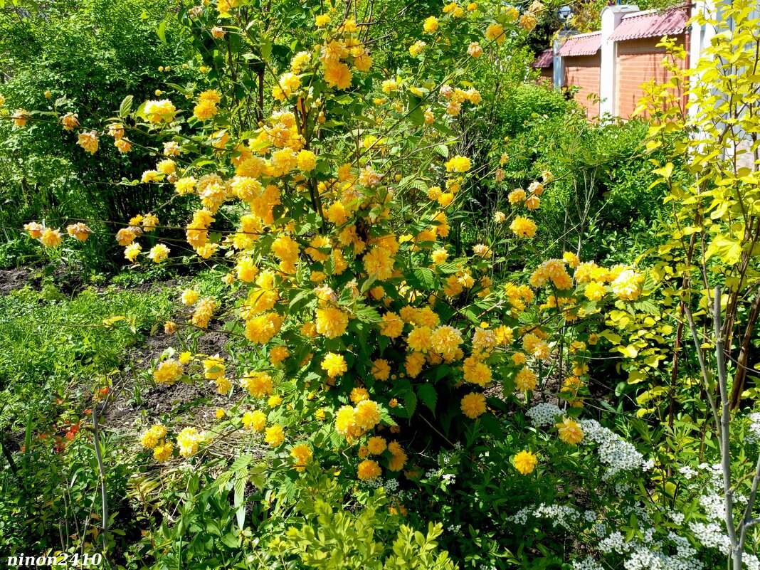 Керрия японская - Пленифлора - Нина Бутко