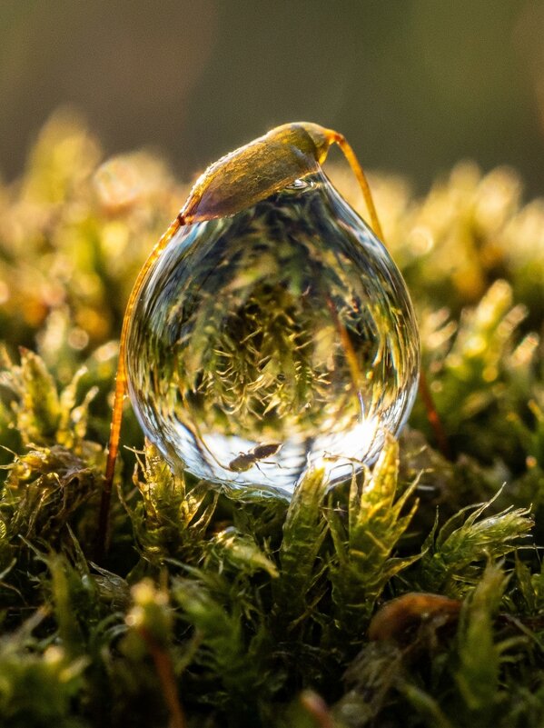 капля воды во мху - Лилия 