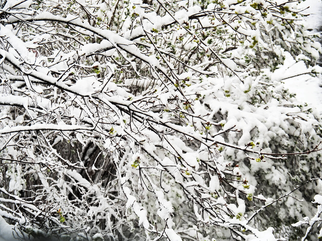 Снег в апреле - Мария К.