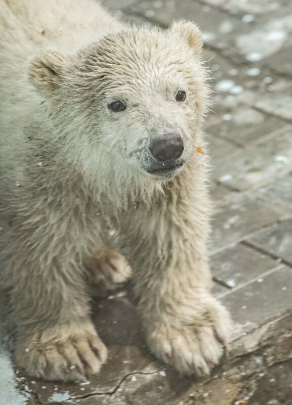 полярный мишка - Аркадий Лаптенко
