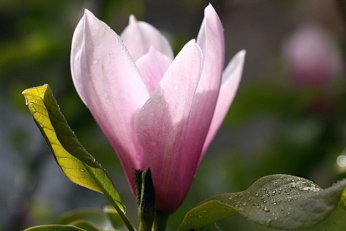 Магнолия - ZNatasha -