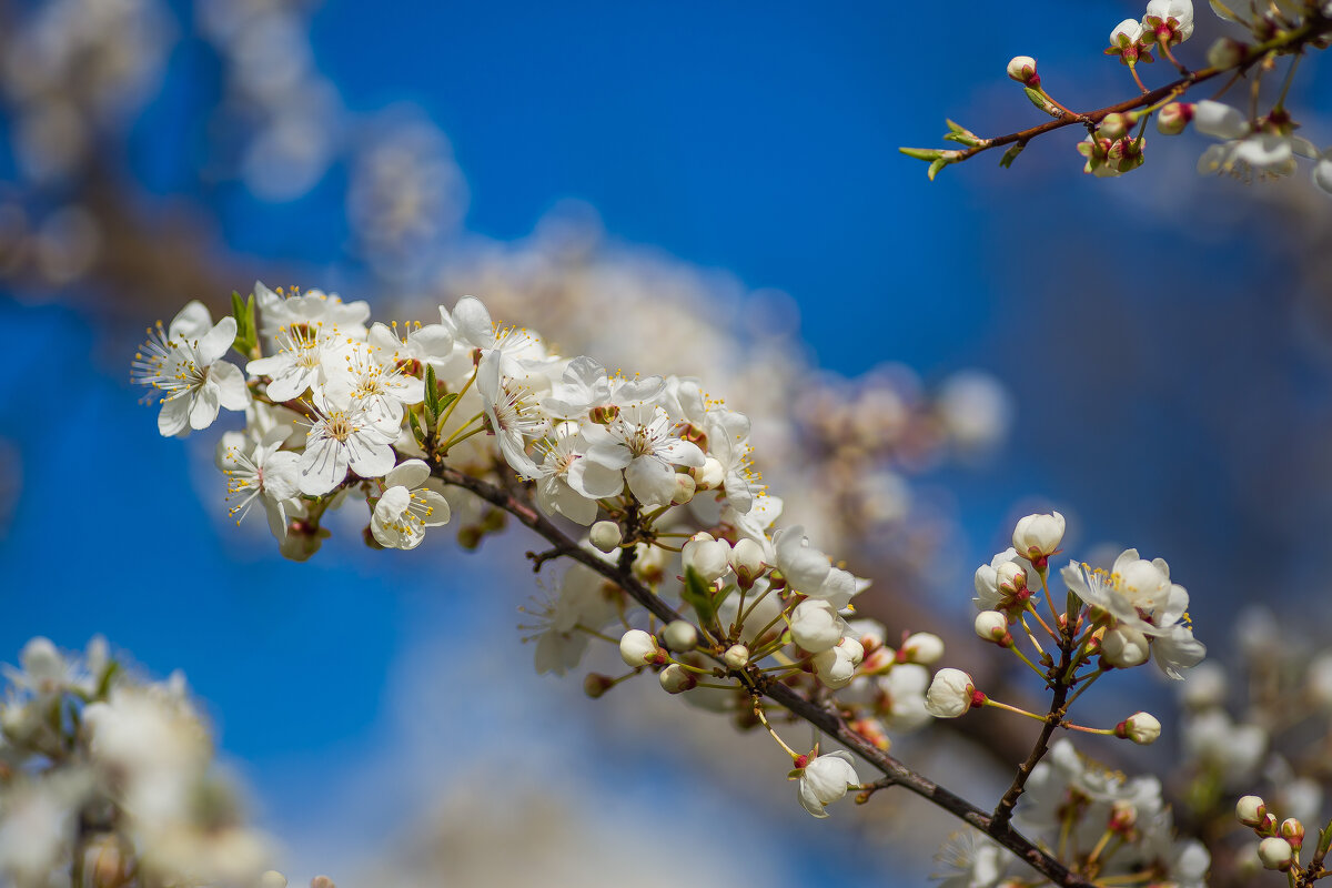 Весна цветёт. - Sergey (Apg)