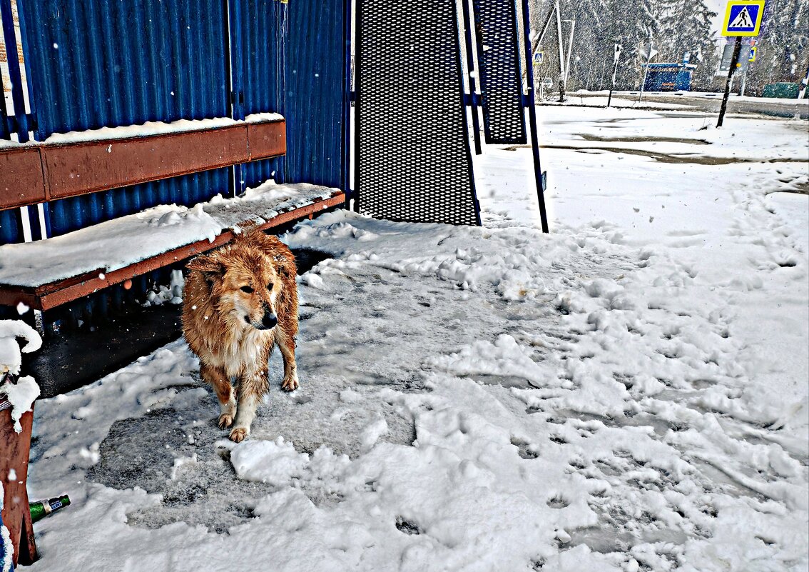 голодный и холодный,но с чипом.... - Любовь 