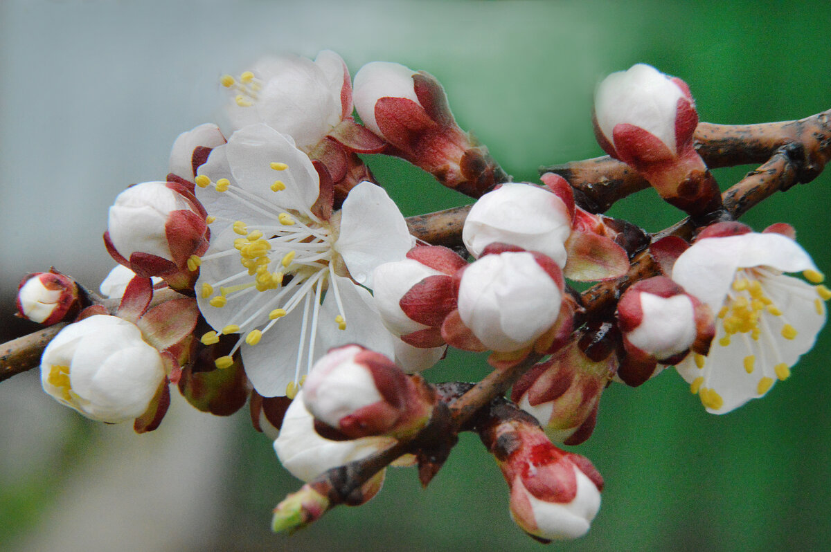 Абрикос - Надежда Куркина 