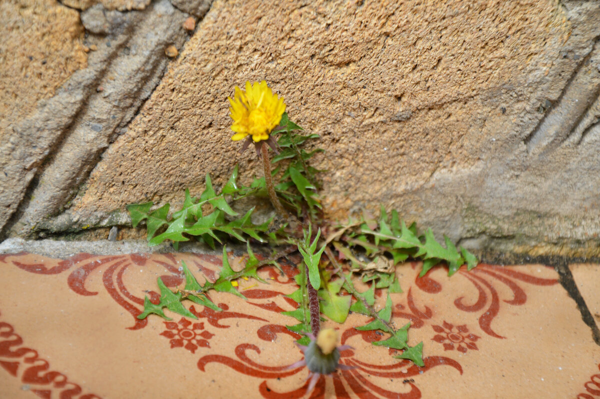 Жажда жизни - великая сила природы... - Надежда Куркина 