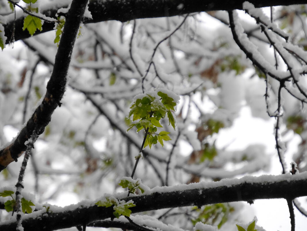 "Дождь ли, снег… Любое время года  Надо благодарно принимать…" - Наталья Rosenwasser