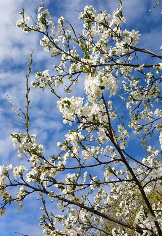 Вишня расцвела - Наталья Герасимова