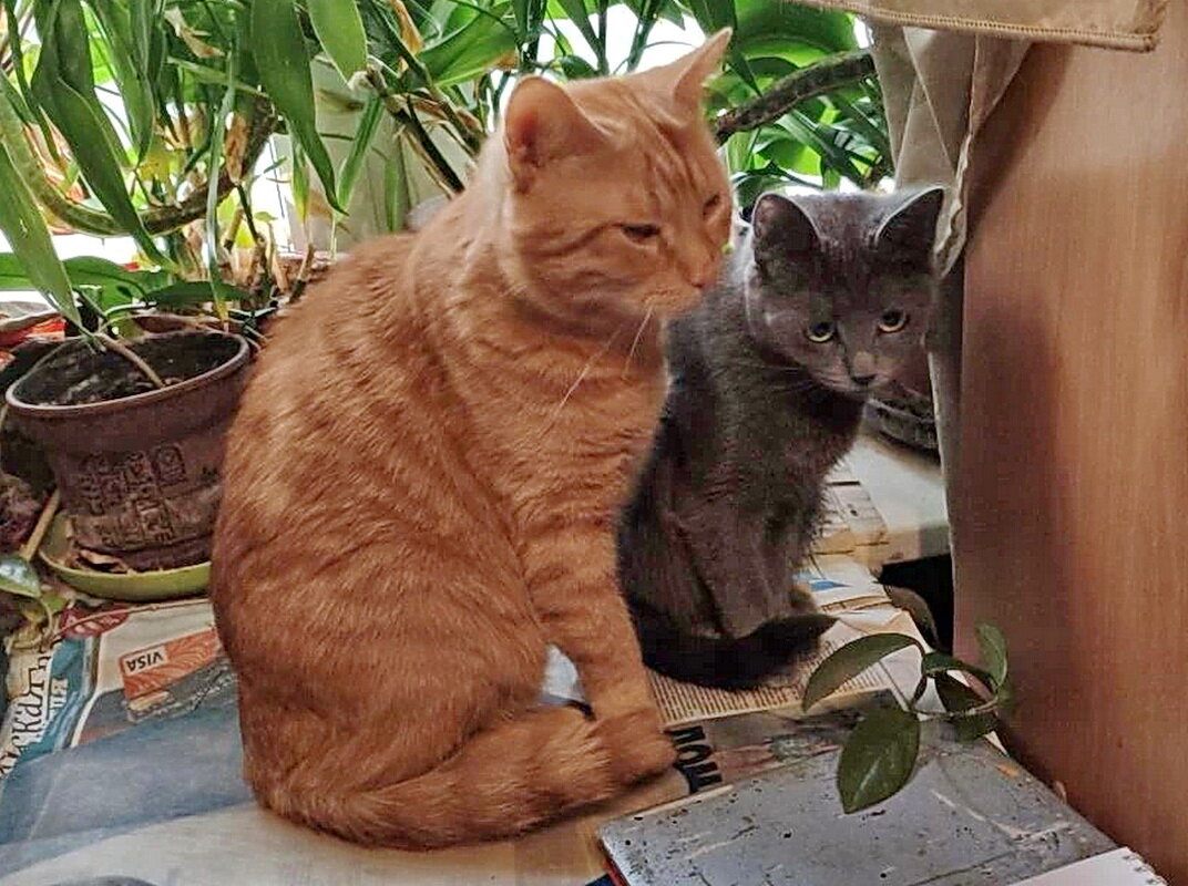 Любимая парочка - Александр Чеботарь