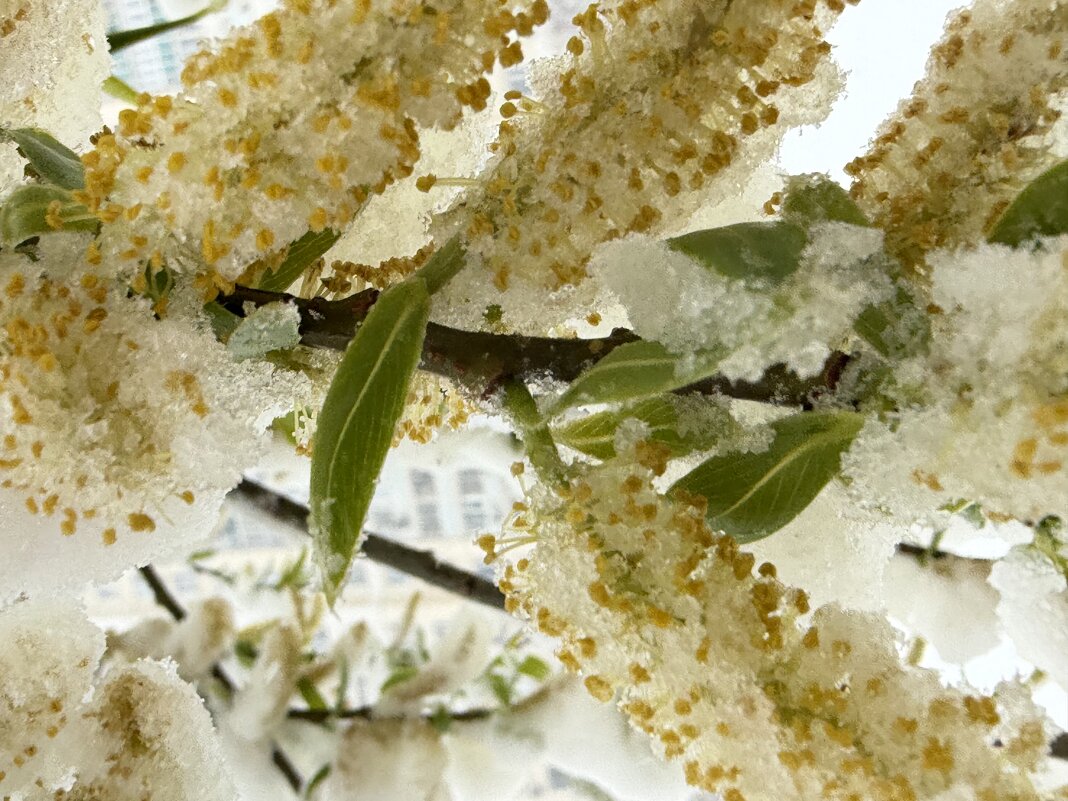 Снег в апреле - Pippa 