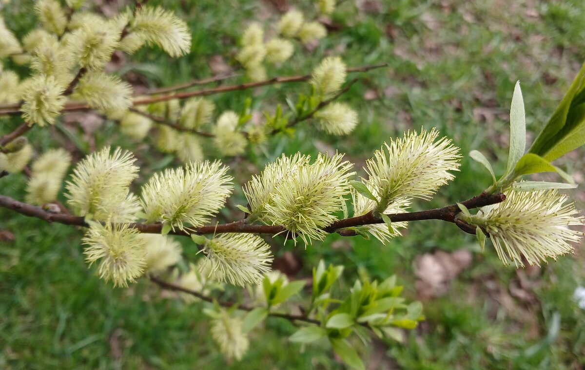 Веселые пушистики - Наталья Герасимова