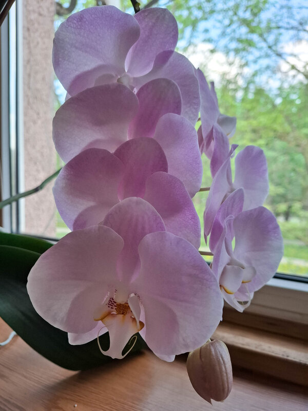 Моя коллекция орхидей - Irene Irene