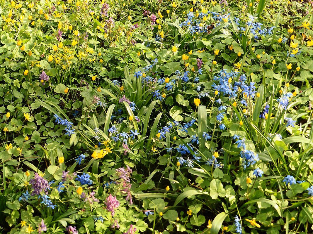 Ковёр весенних цветов - Лидия Бусурина