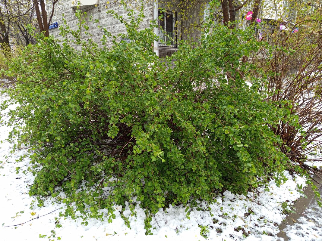 Контрасты апреля - Андрей Лукьянов