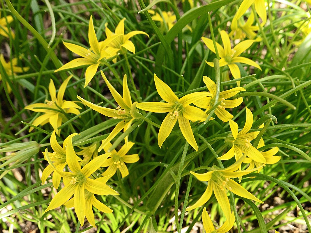 Жёлтые звёздочки весны - Лидия Бусурина