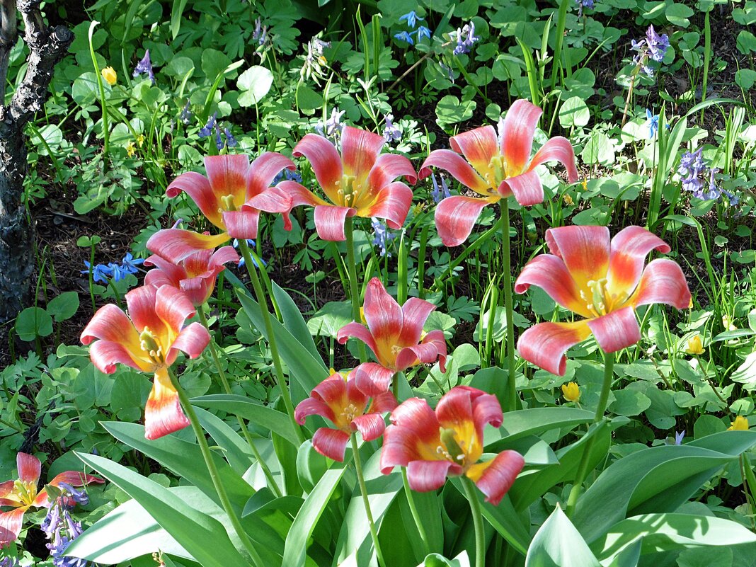 Хоровод тюльпанов - Лидия Бусурина