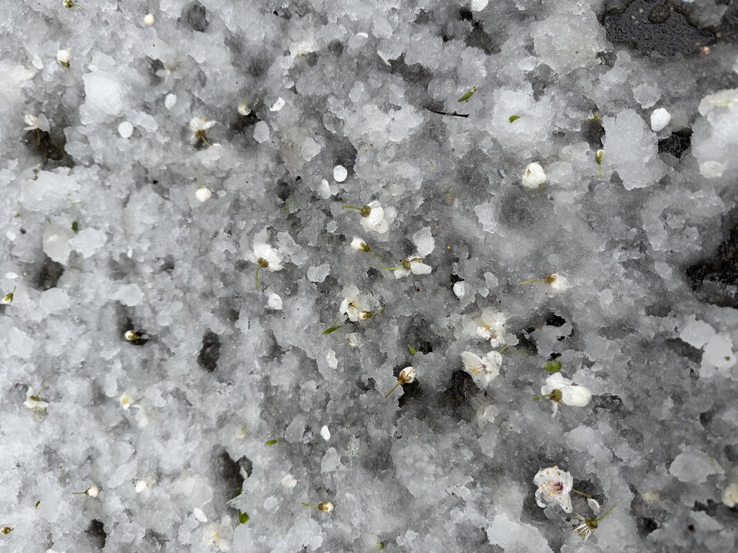 Снег в апреле - Pippa 