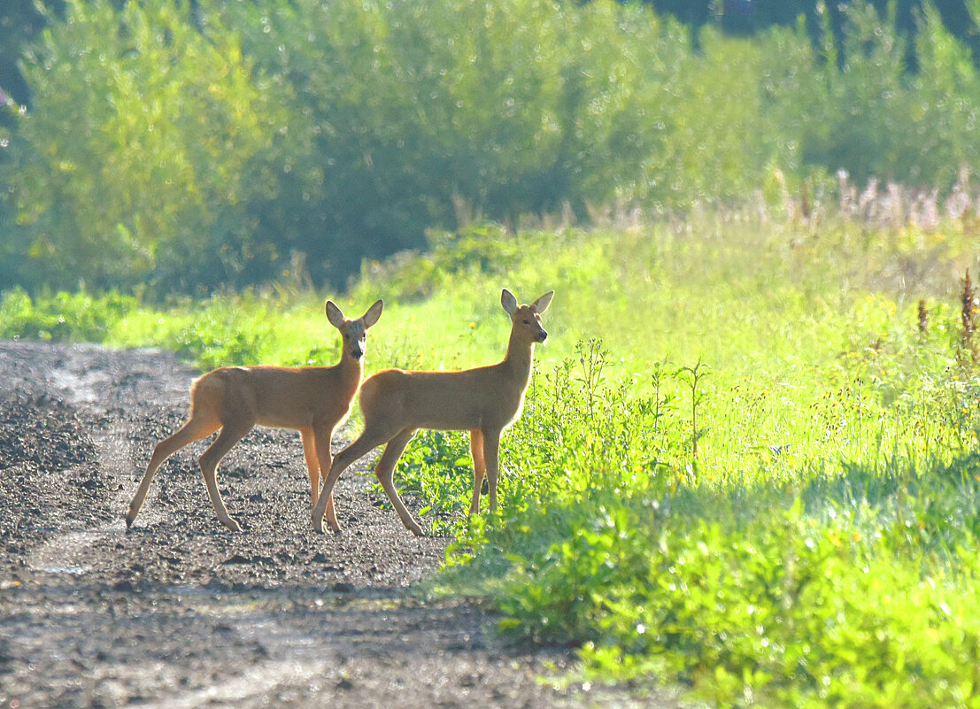 Грации - Михаил Белоусов