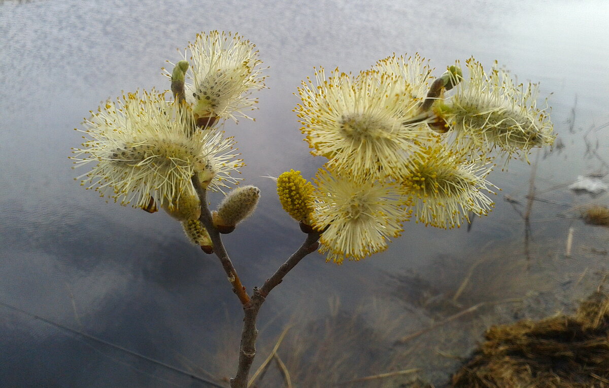 Дыхание весны. - сергей ермошкин