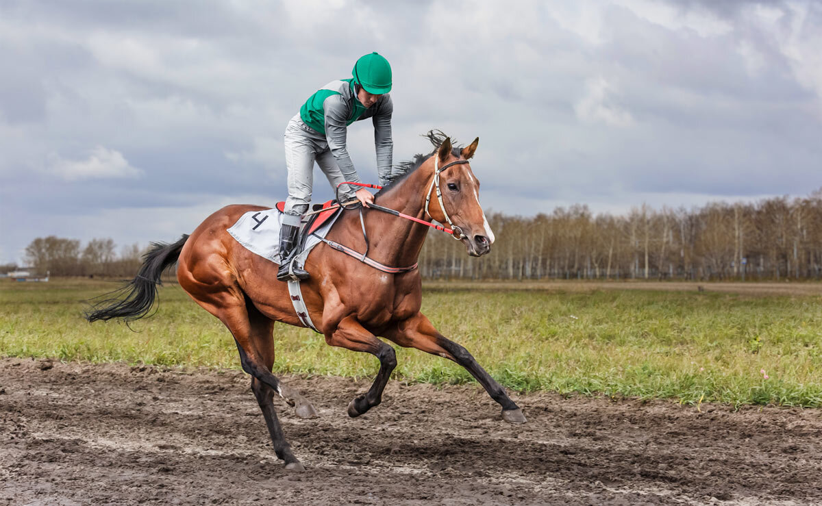 Скачки - SanSan 