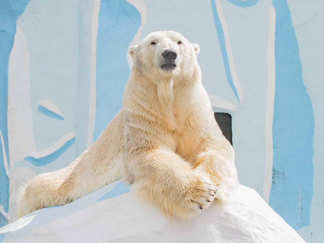 Полярный медведь КАЙ. - Аркадий Лаптенко