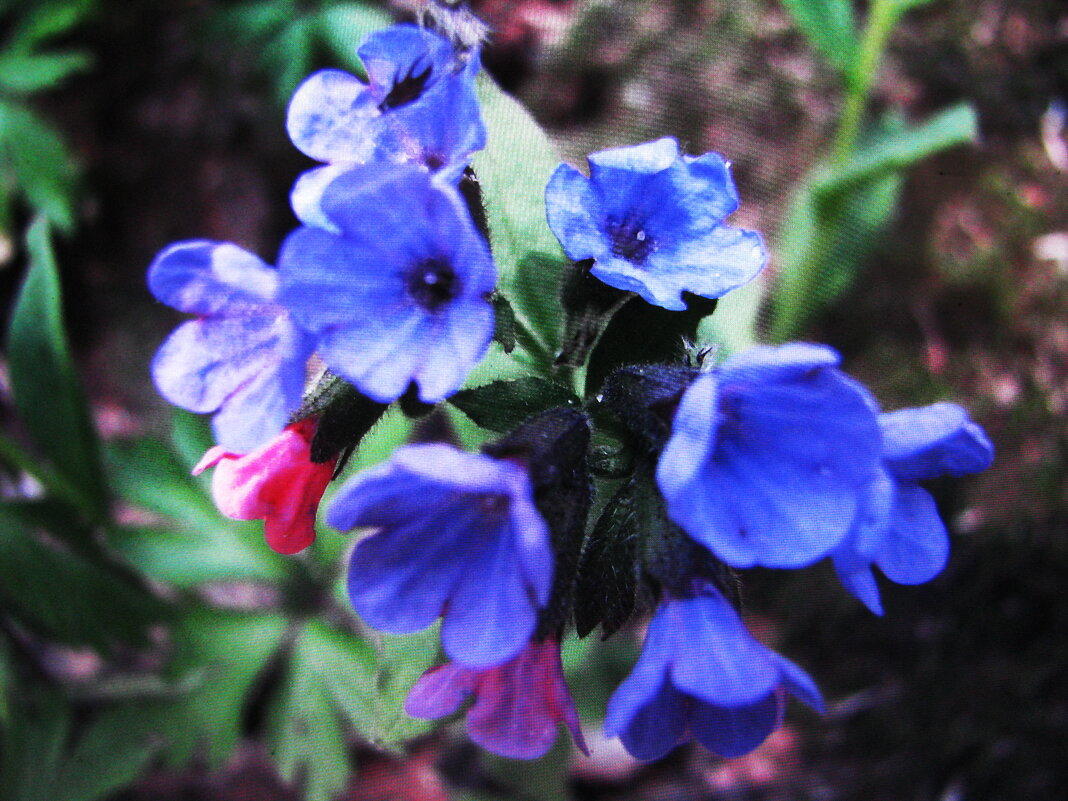 Медуница - Людмила Смородинская