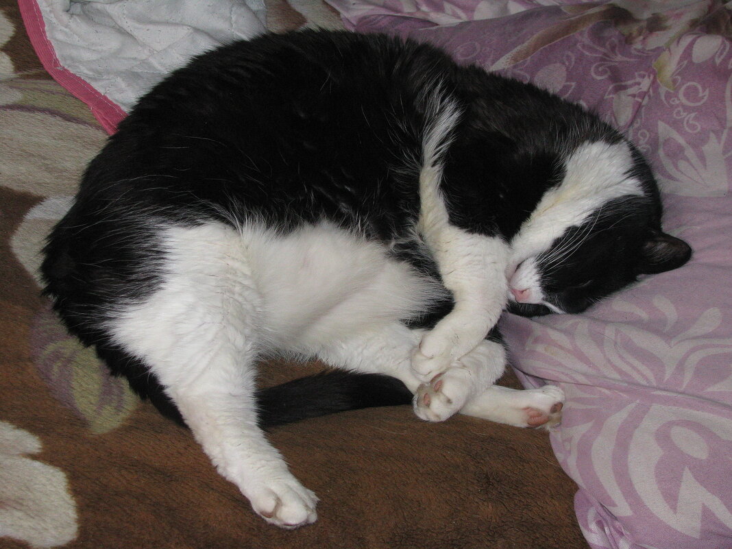 Сладкий сон - Людмила Смородинская