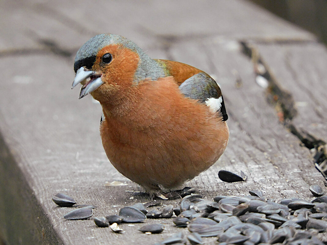 Зяблик - Лина 