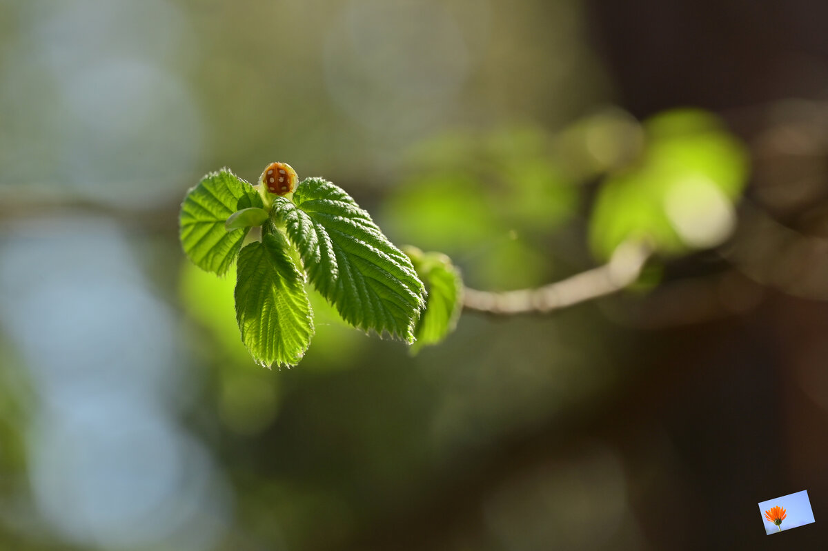 Весенние ангелы - Ирина ДомикДобра
