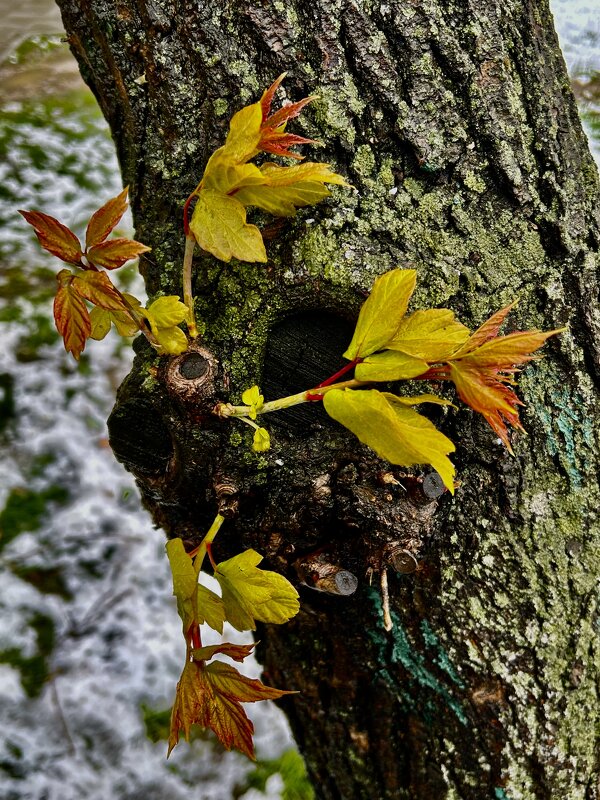 Снежный коллапс в Москве - Натали 