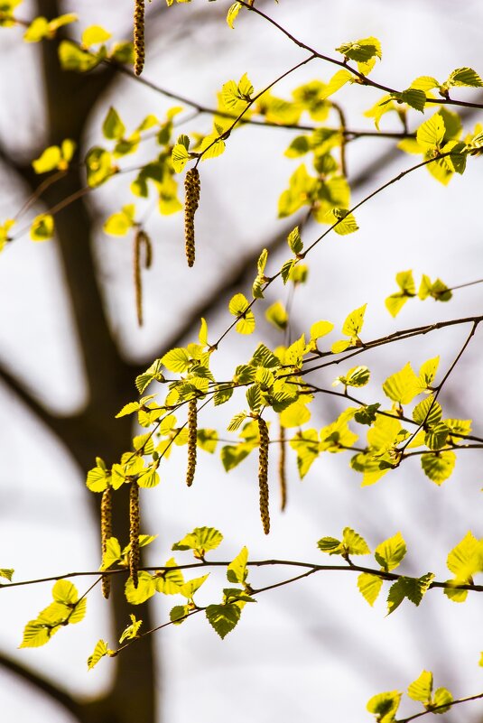 Продли нам этот миг, Весна! - Ravile 