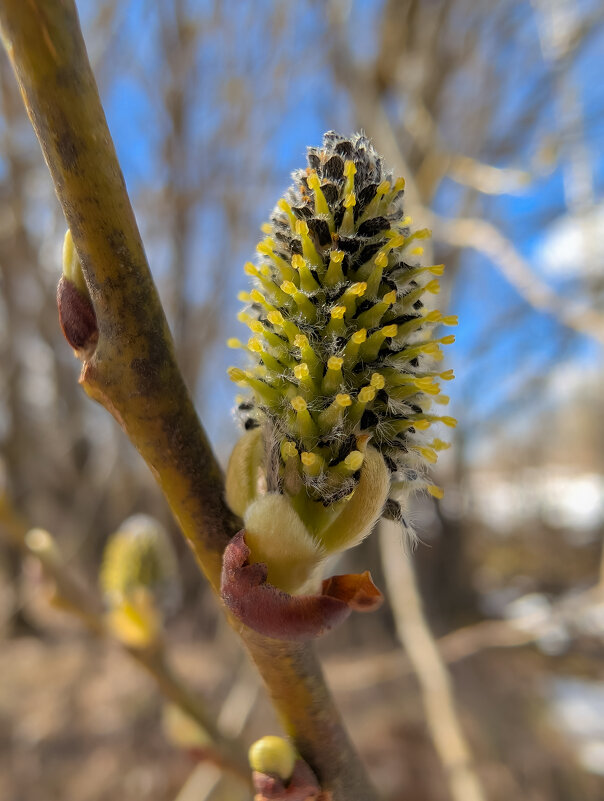 Макро - Анастасия Логинова