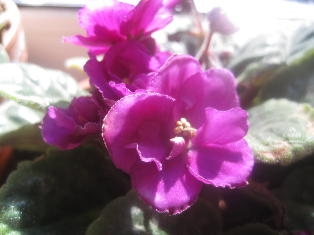 Фиалка - Елена Семигина