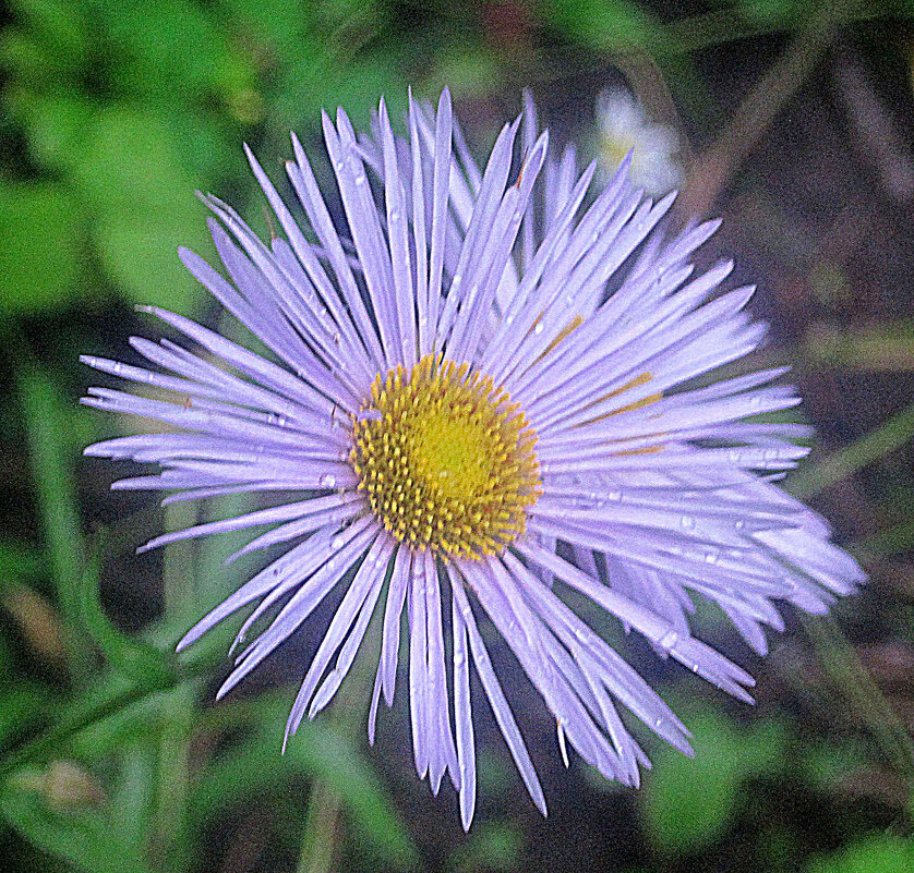 Летний - Елена Семигина