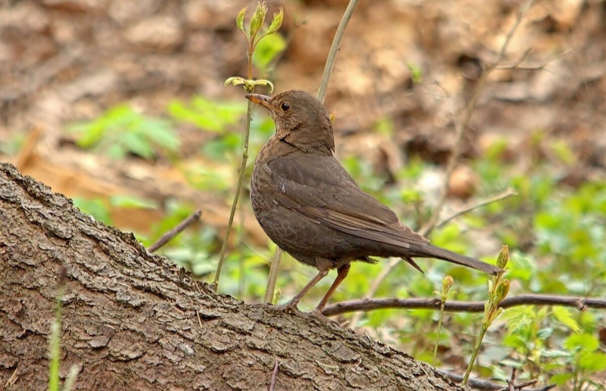 ... - Вячеслав Минаев