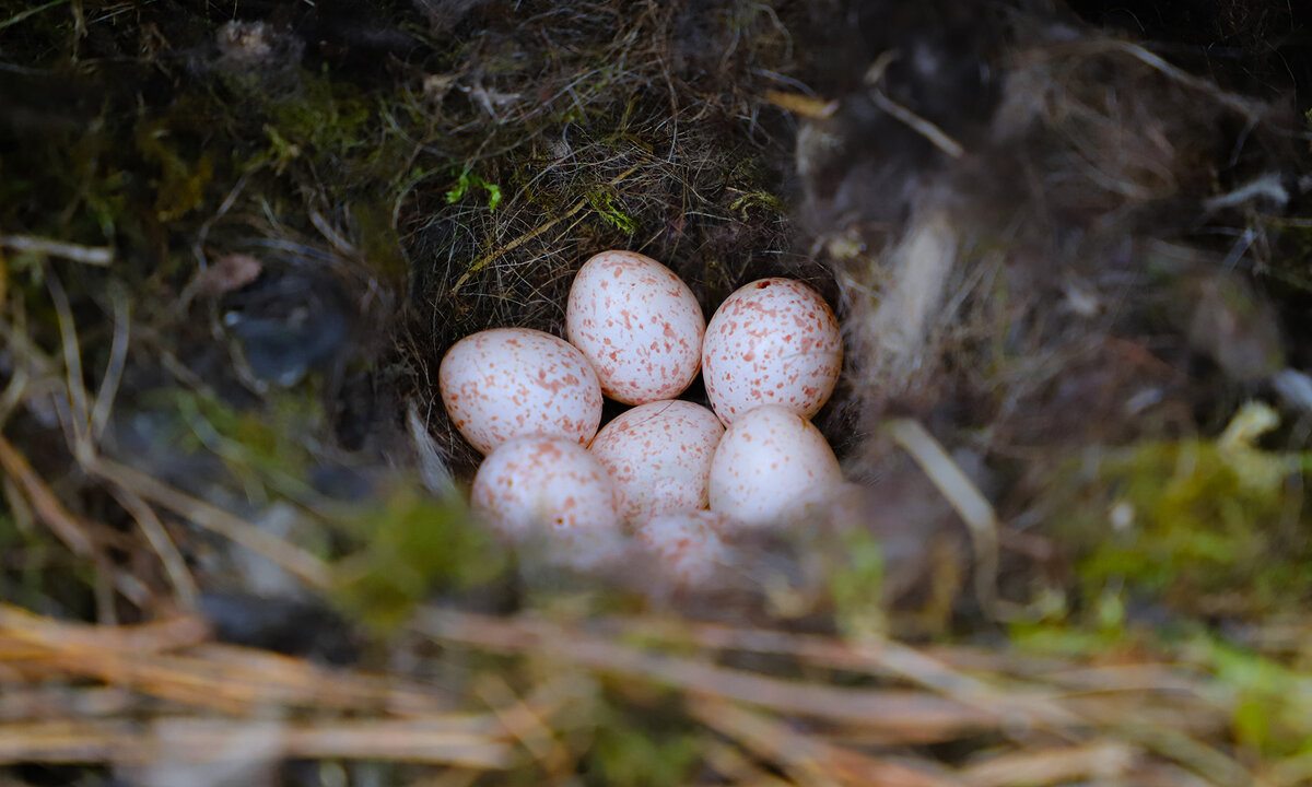 Синица - краснов юрий 